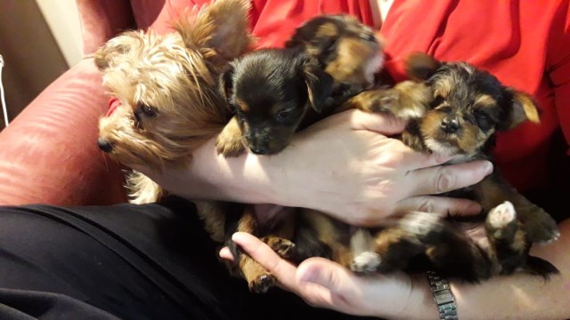 Yorkshire Terrier Breeder 27378