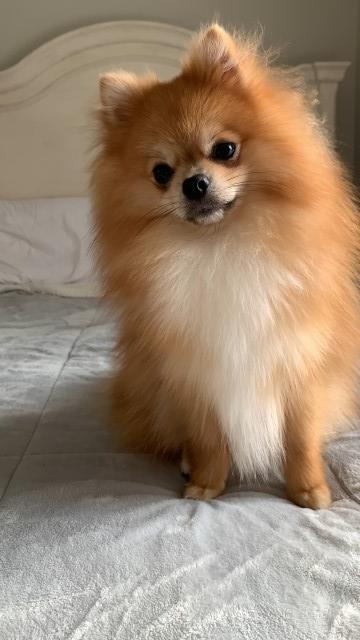 Pomeranian Stud 30800