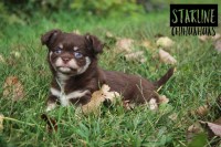 Starline Chihuahuas Chihuahua breeder