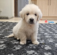 Kenneth wood - Golden Retriever Stud