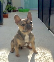 Anthony Aldo - French Bulldog Stud