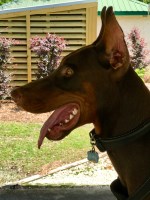 Randy Linam - Doberman Pinscher Stud