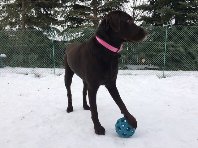 Labrador Retriever Breeder 26634