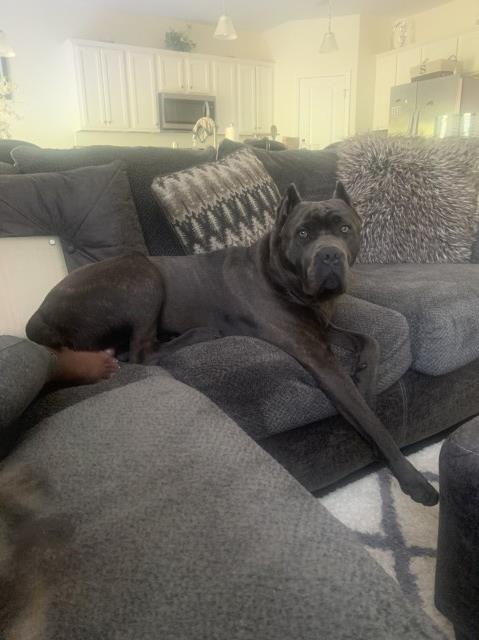 Cane Corso Stud 29167