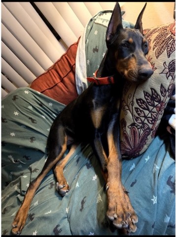 Doberman Pinscher Stud 29648