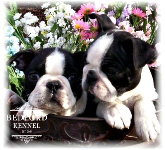 Boston Terrier Breeder 27861