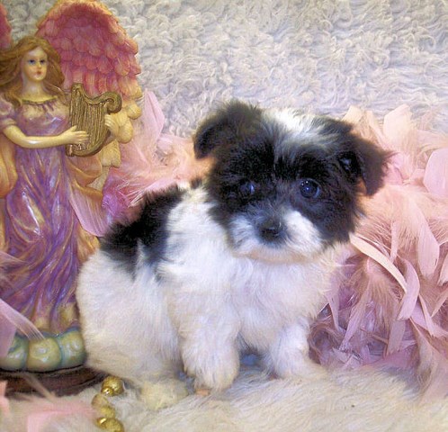 Maltipoo Breeder 14257