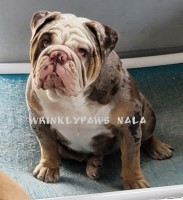 Wrinklypaws Bulldogs English Bulldog breeder