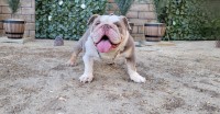 Johnny - English Bulldog Stud