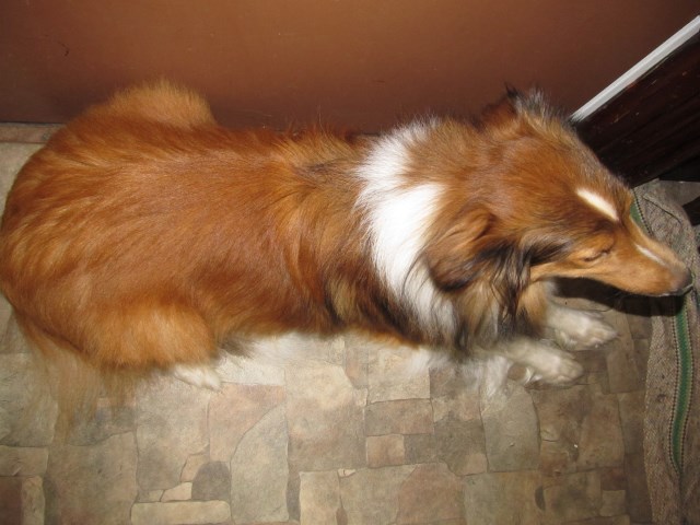 Shetland Sheepdog Stud 31818