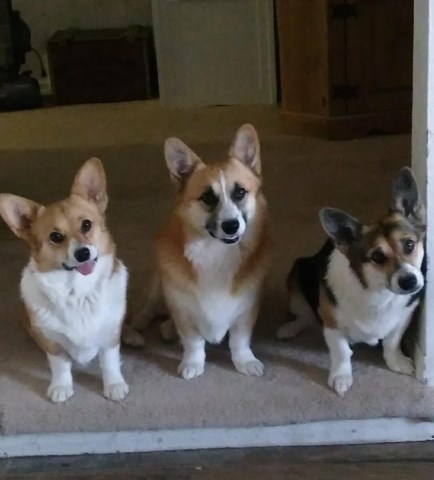 Bison Ridge Corgis