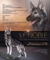 Carole annis - German Shepherd Dog Stud