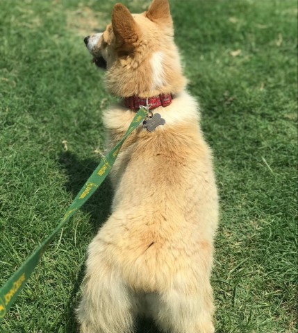 Pembroke Welsh Corgi Stud 29034