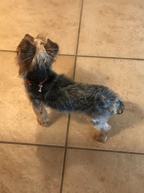 Yorkshire Terrier Stud 28328