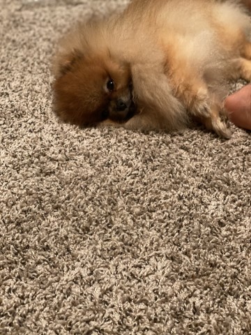 Pomeranian Breeder 28079