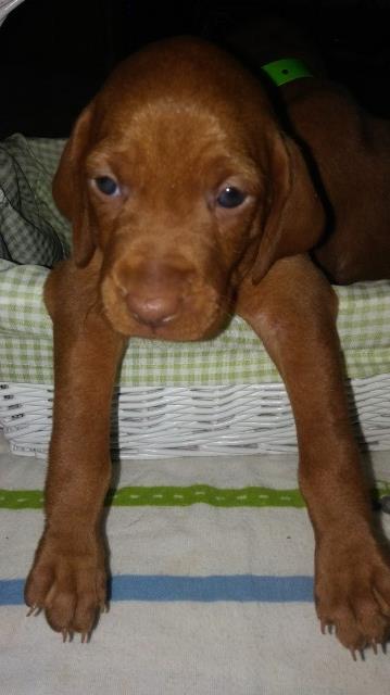 Vizsla Breeder 27020