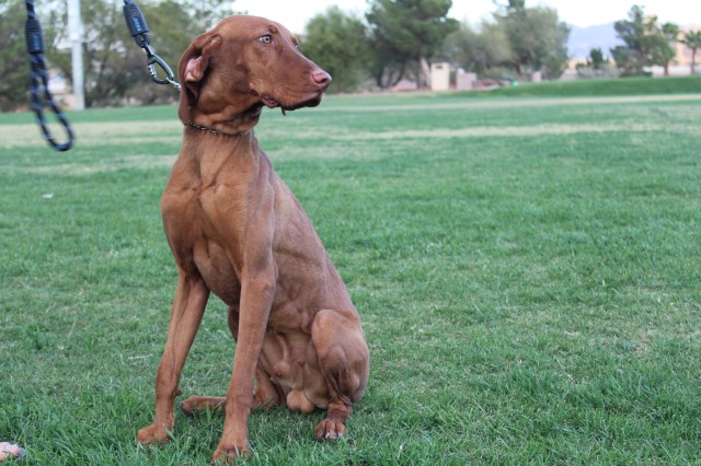 Vizsla Stud 27718