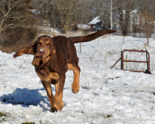 The Dam Lodge Bloodhounds