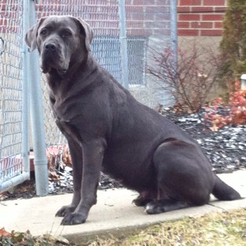 Cane Corso Breeder 26058