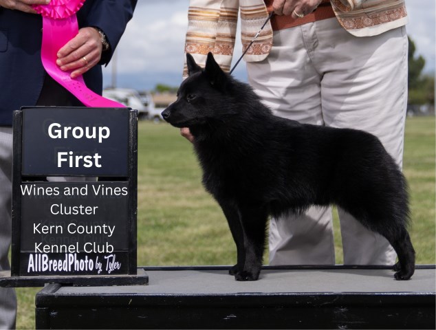 Willow Schipperkes