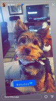 Adriana Rodriguez - Yorkipoo Stud