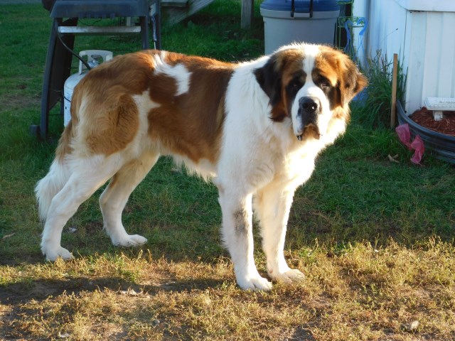 Saint Bernard Breeder 25719