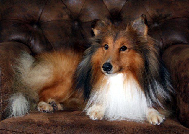 Nor~Lea Shelties