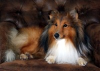 Nor~Lea Shelties Shetland Sheepdog breeder