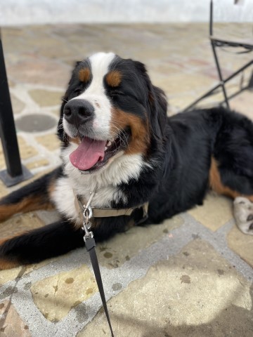 Bernese Mountain Dog Stud 29907