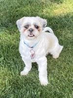 Chris - Shih Tzu Stud