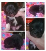 South Ga Pomeranians Pomeranian breeder