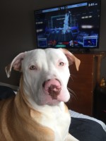 Harley - American Pit Bull Terrier Stud