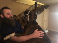 Cathi Macdonald - Boxer Stud