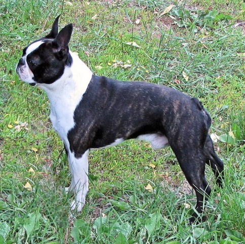 Boston Terrier Breeder 22356