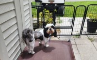 Shih Tzu thumbnail