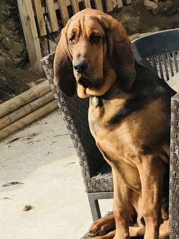 Bloodhound Stud 28735