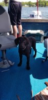 Emily Burns - Labrador Retriever Stud