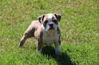 Friendly Bulls English Bulldog breeder