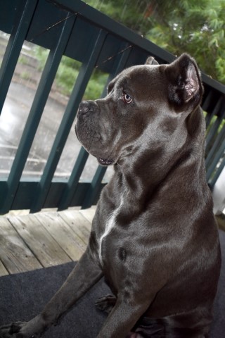 Cane Corso Stud 29442