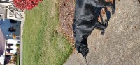 Labrador Retriever thumbnail