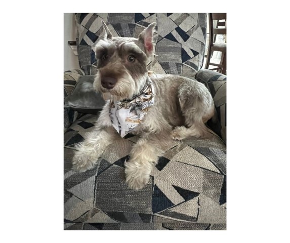 Doporto Mini Schnauzer Dog Breeding