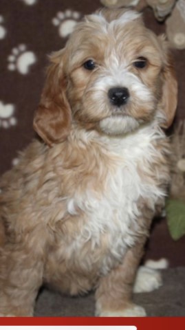 Goldendoodle Stud 28008