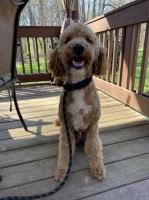 Marina Sarmanyuk - Poodle Miniature Stud