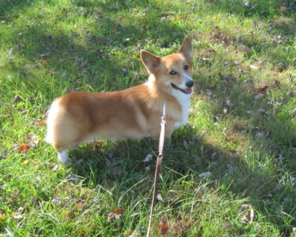 Pembroke Welsh Corgi Stud 22109