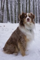 Katelyn Wolthuis - Miniature Australian Shepherd Stud