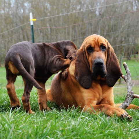 The Dam Lodge Bloodhounds, Bloodhound Breeder in Arkansas USA