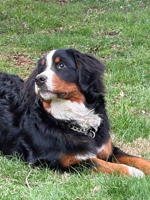 Whispering Pines Bernese Mountain dogs
