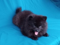 Laryy - Pomeranian Breeder Pomeranian breeder