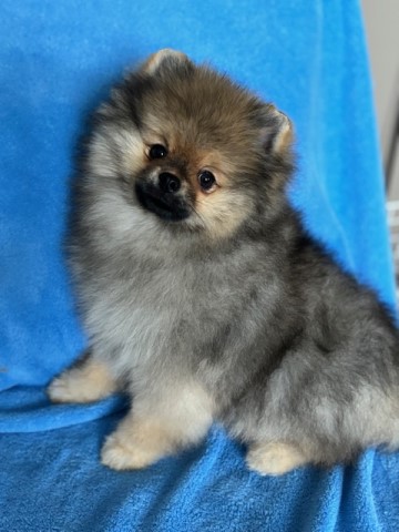 HiTimes Pomeranians