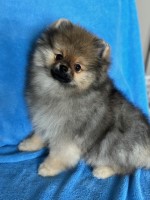 HiTimes Pomeranians Pomeranian breeder